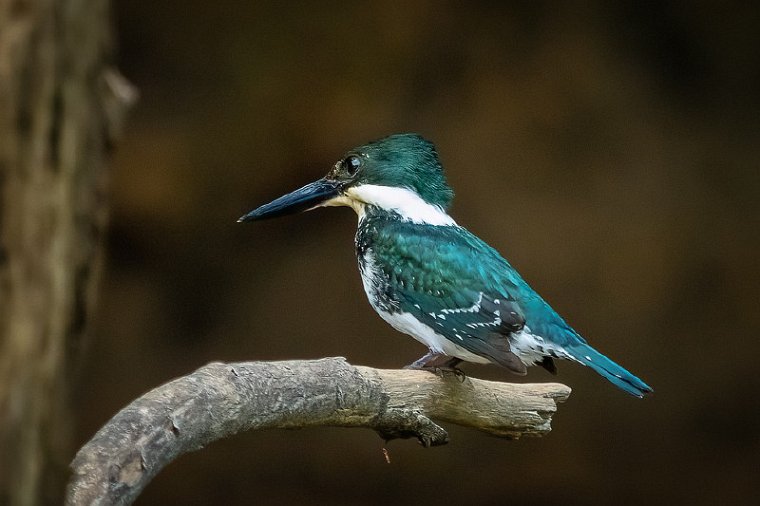 167 Sarapiqui, groene ijsvogel.jpg